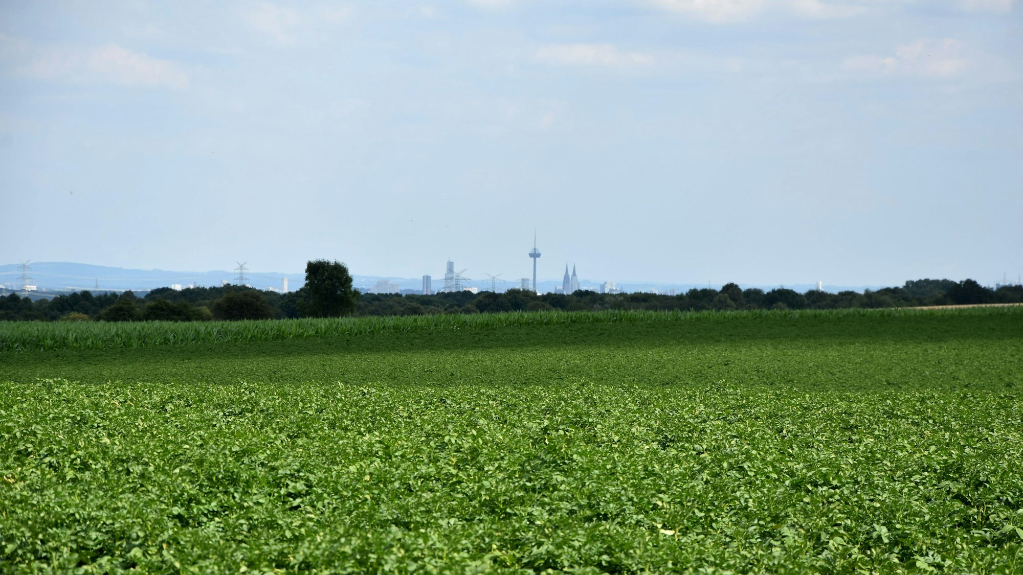 Zu sehe ist ein grünes Feld, im Hintergrund sieht man die Skyline einer Stadt.