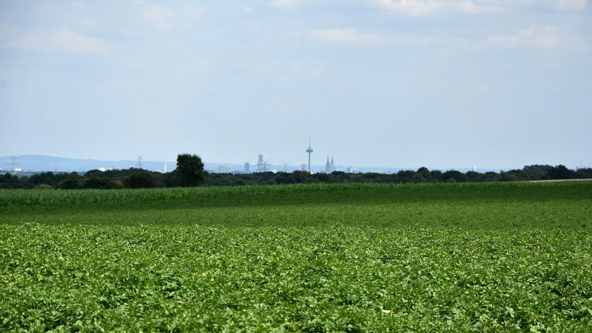 Zu sehe ist ein grünes Feld, im Hintergrund ist die Skyline einer Stadt zu sehen.