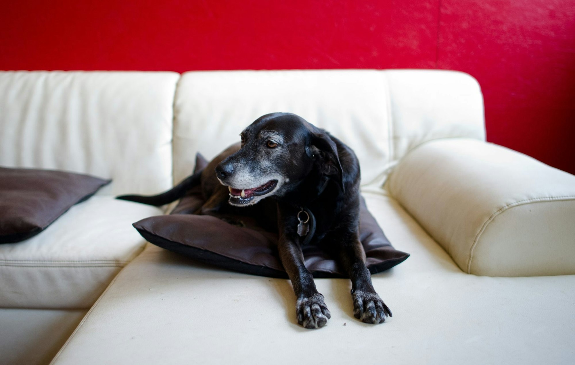 Hunde erleben das im Fernsehen Gezeigte aktiv mit. (Symbolfoto)