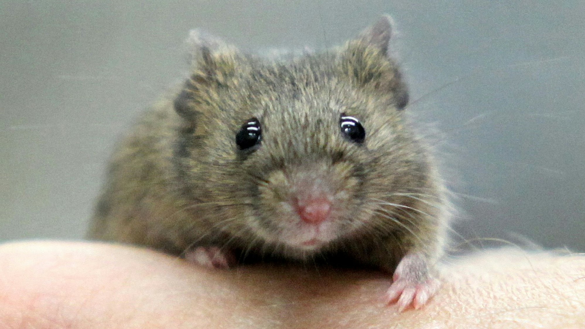 Der Kölner Supermarkt war übersät mit Ausscheidungen von Nagern.