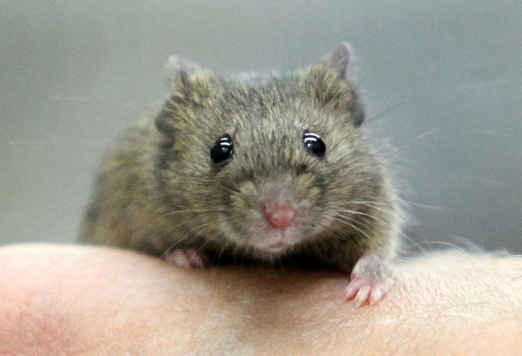 ARCHIV - Eine Hausmaus (musculus musculus) sitzt am 19.07.2011 auf einer Hand.