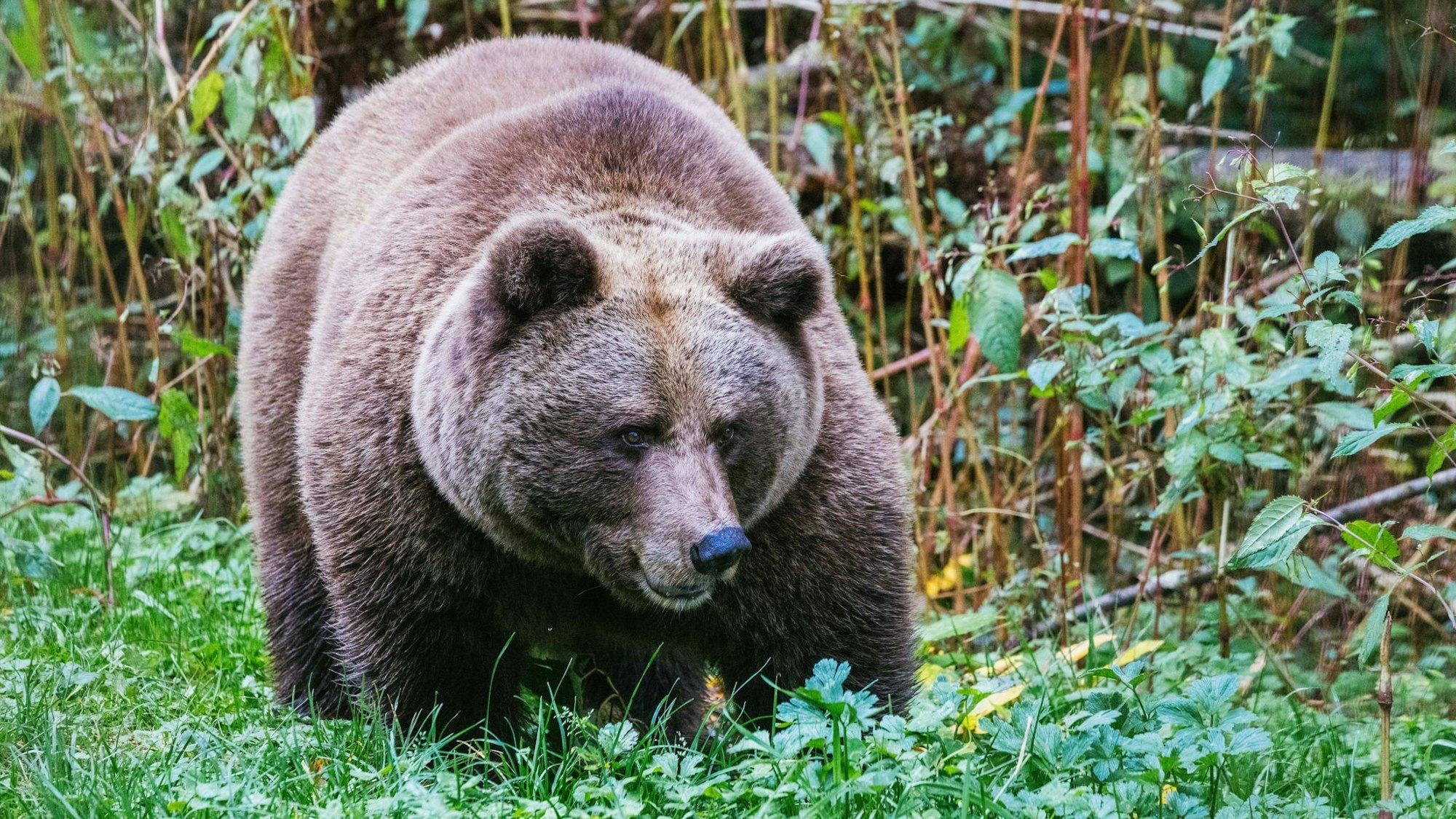 Im "Alternativen Wolf- und Bärenpark Schwarzwald" steht eine Bärin. Hier soll künftig auch die Bärin Gaia zuhause sein.