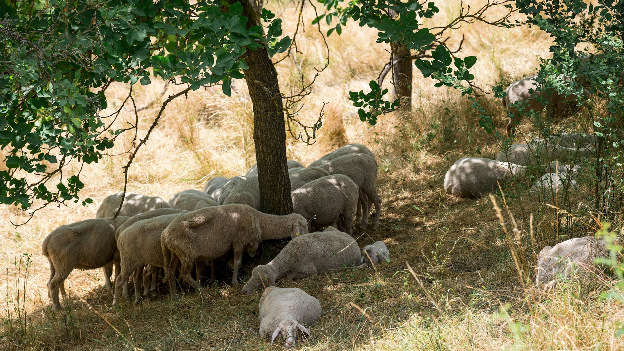 Schafe stehen und liegen im Schatten unter Bäumen auf einer trockenen Wiese.