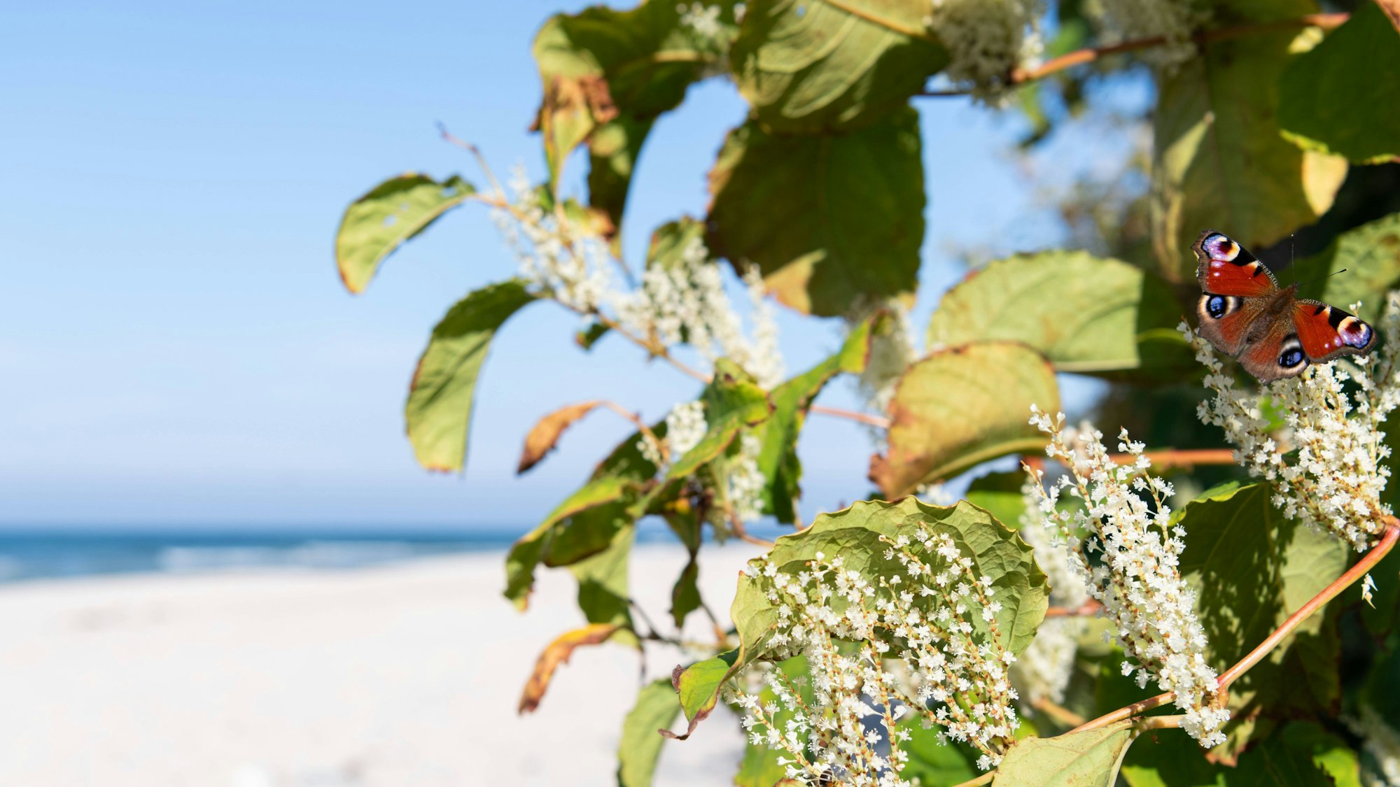 Japanischer Staudenknöterich