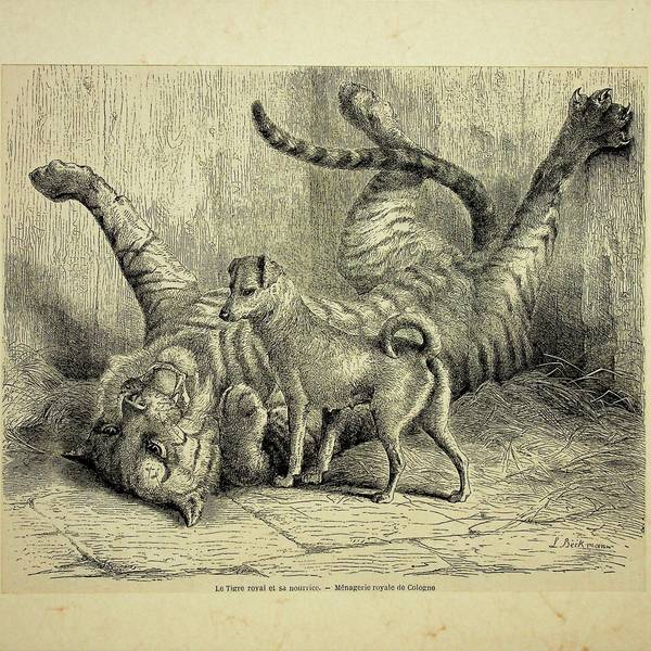 Das Bild zeigt einen Tiger und einen Hund.
