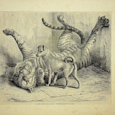 Das Bild zeigt einen Tiger und einen Hund.