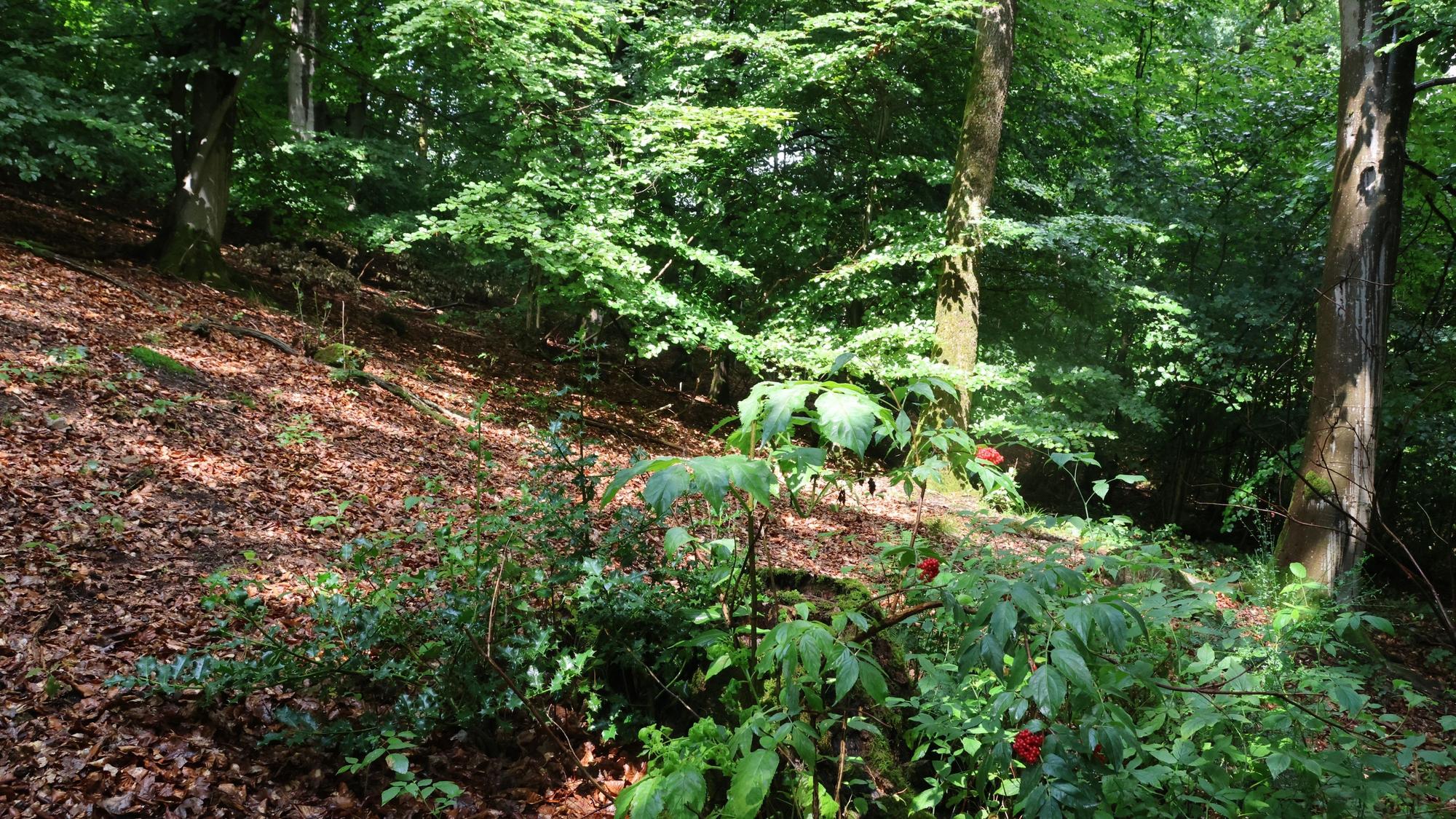 Eine Lichtung in dem geplanten Ruheforst.