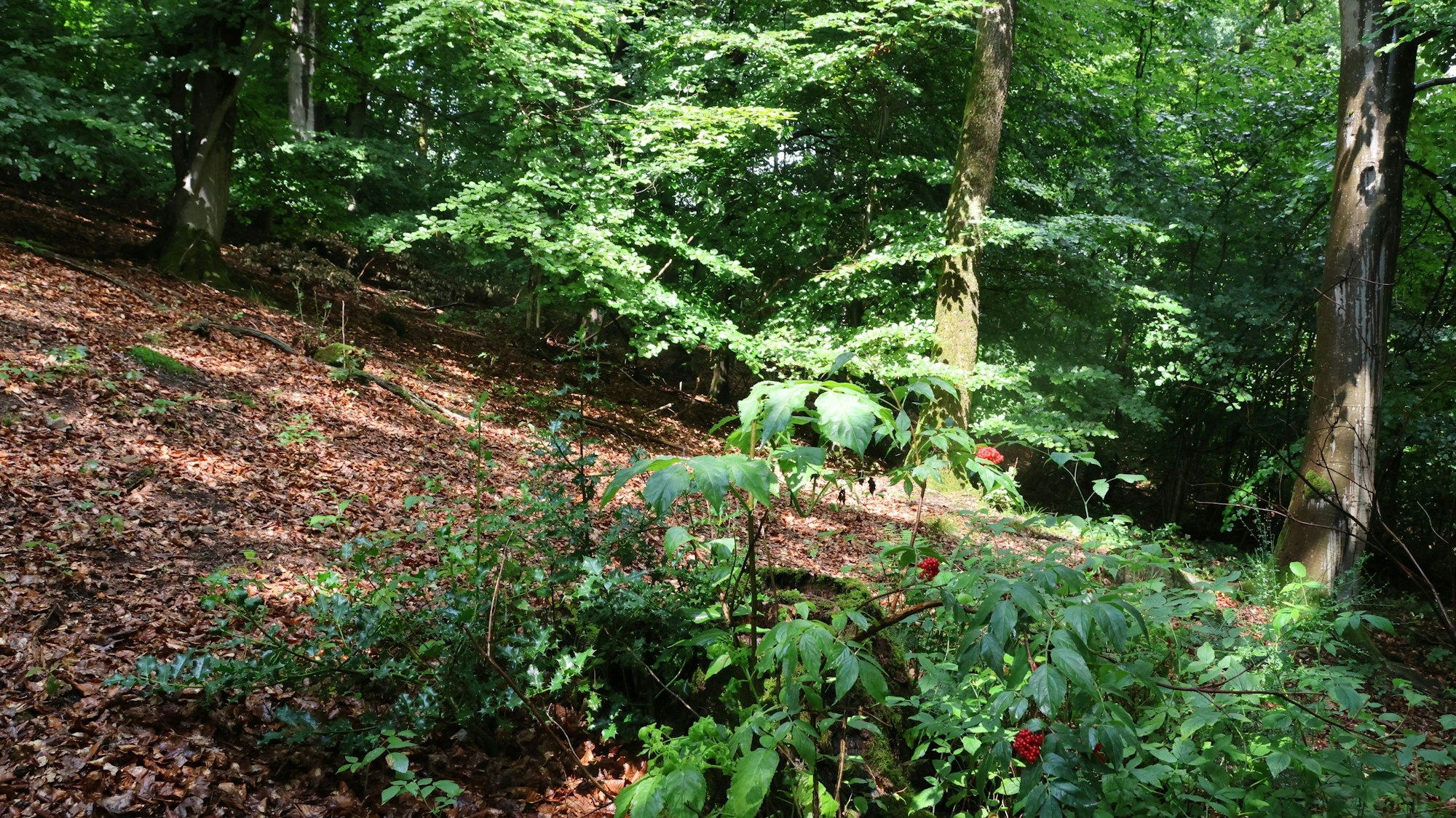 Eine Lichtung in dem geplanten Ruheforst.