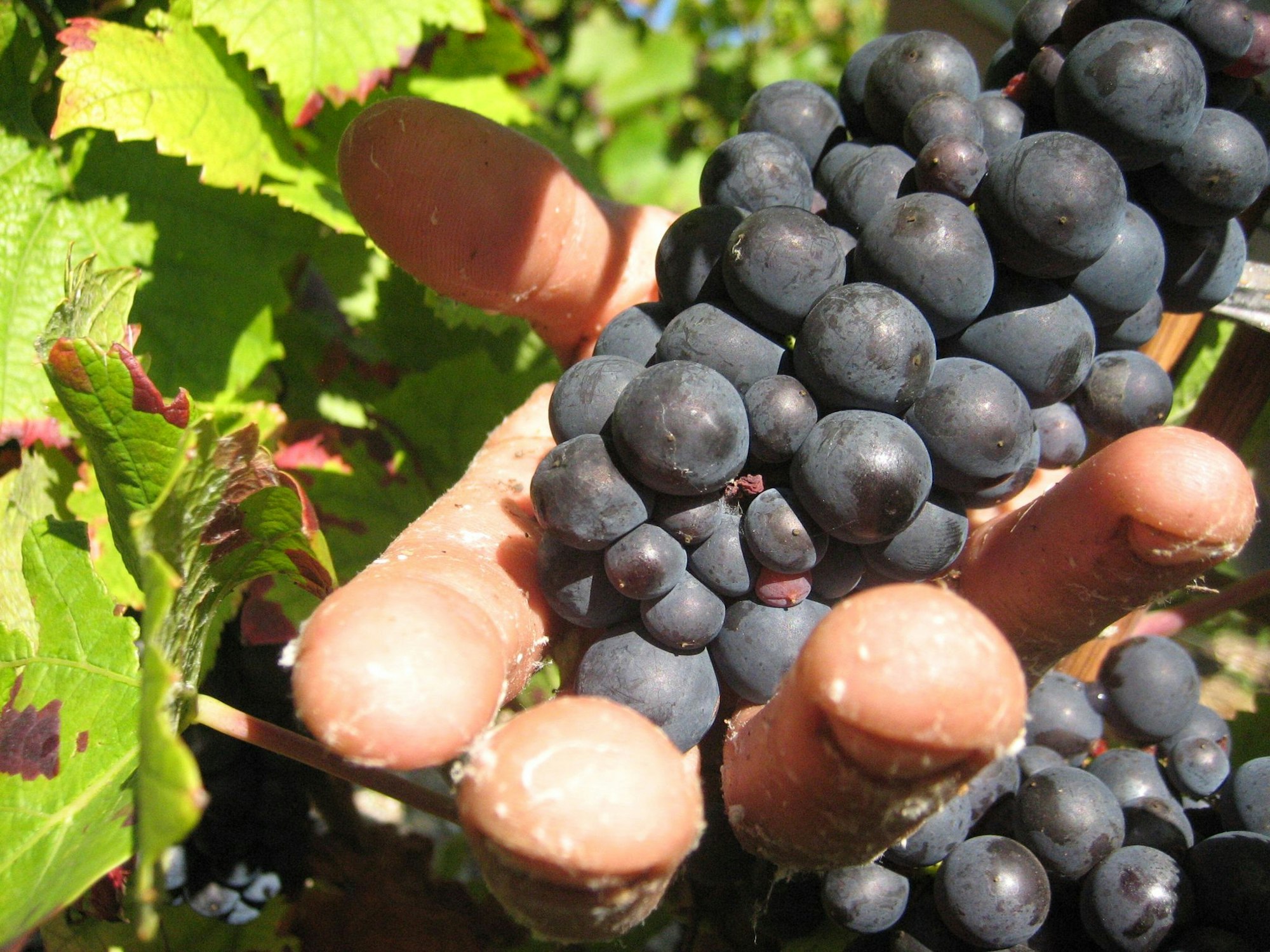 In der Weinbauregion Champagne sind Erntehelfer skrupellos ausgebeutet worden. (Symbolbild)