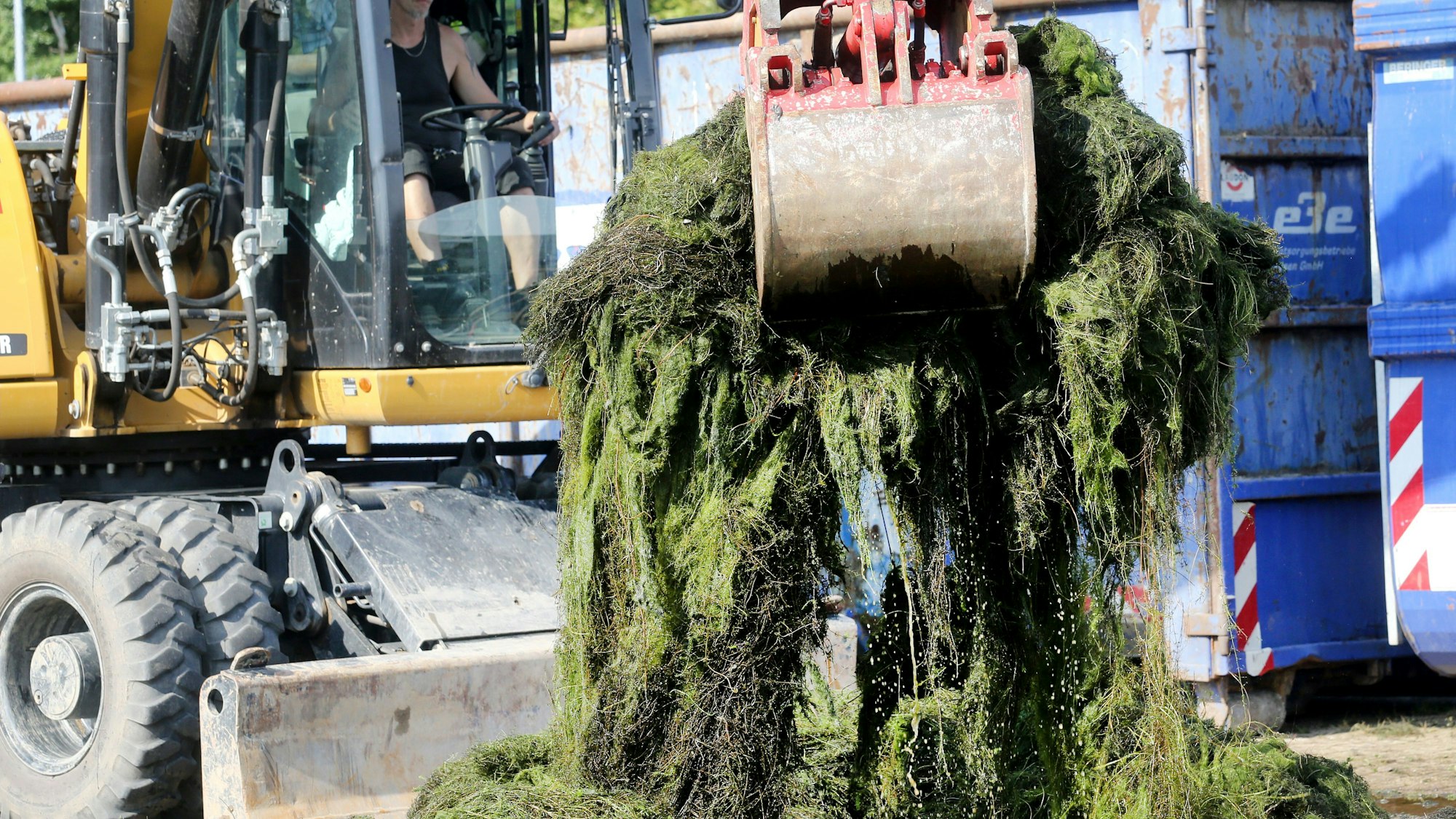 Die Wasserpflanze Elodea (auch Wasserpest genannt).