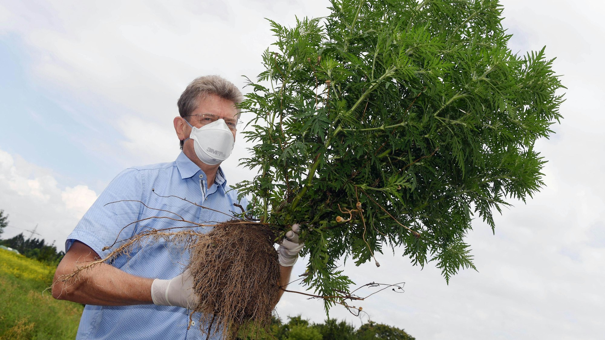 Harald Gebhardt, Sachgebietsleiter bei der Landesanstalt für Umwelt, Messungen und Naturschutz Baden-Württemberg (LUBW), zeigt eine Beifuß-Ambrosie Pflanze.