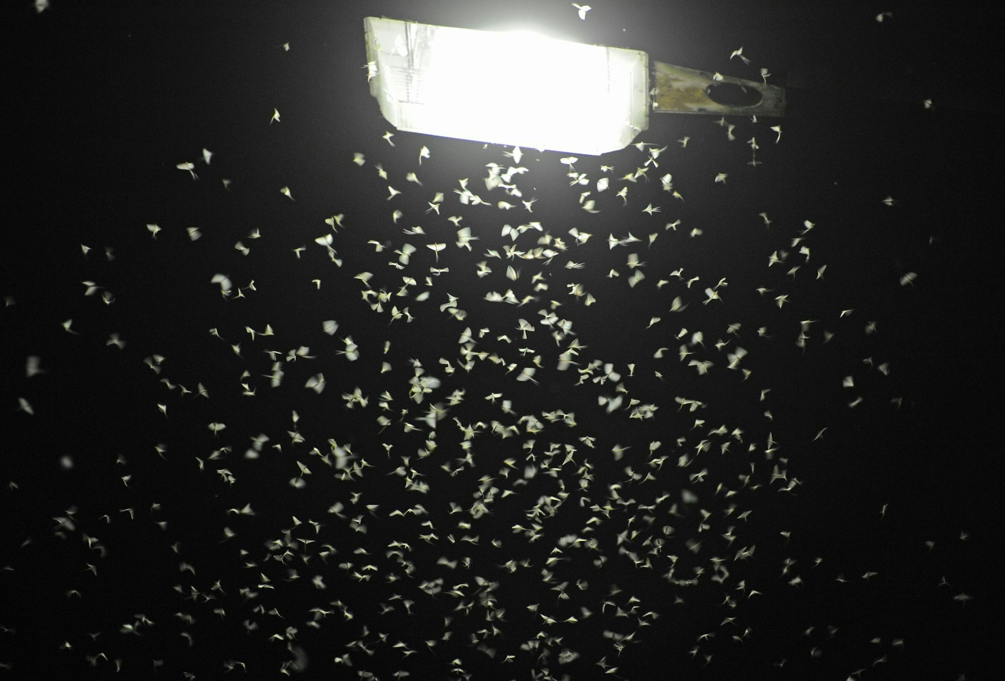 Das Licht von Straßenlaternen lockt Insekten an. (Archivbild)