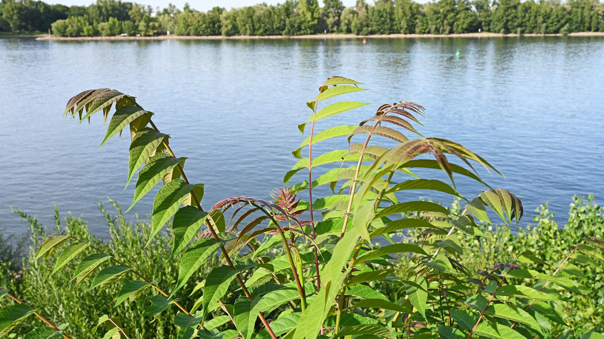 Am Rheinufer bei Mainz-Weisenau wächst der ursprünglich in China beheimatete Götterbaum (Ailanthus altissima) in großen Beständen.
