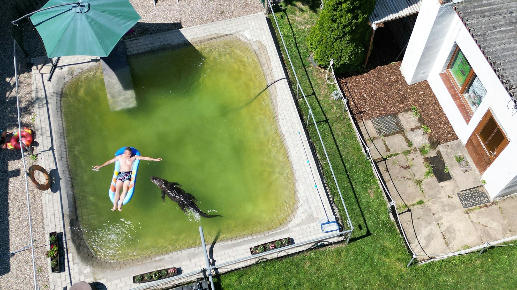 Krystian Kaulis spielt und kuschelt im Pool mit Alligator Frau Meyer. (Aufnahme mit einer Drohne)