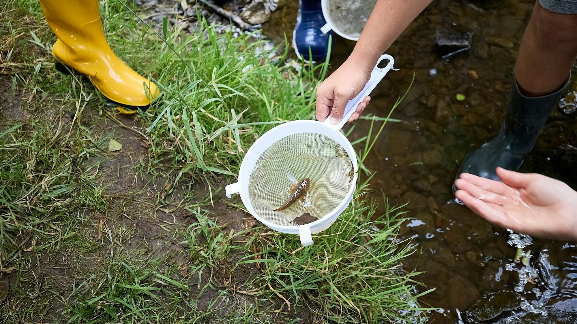 In einem Kescher befindet sich eine Groppe.