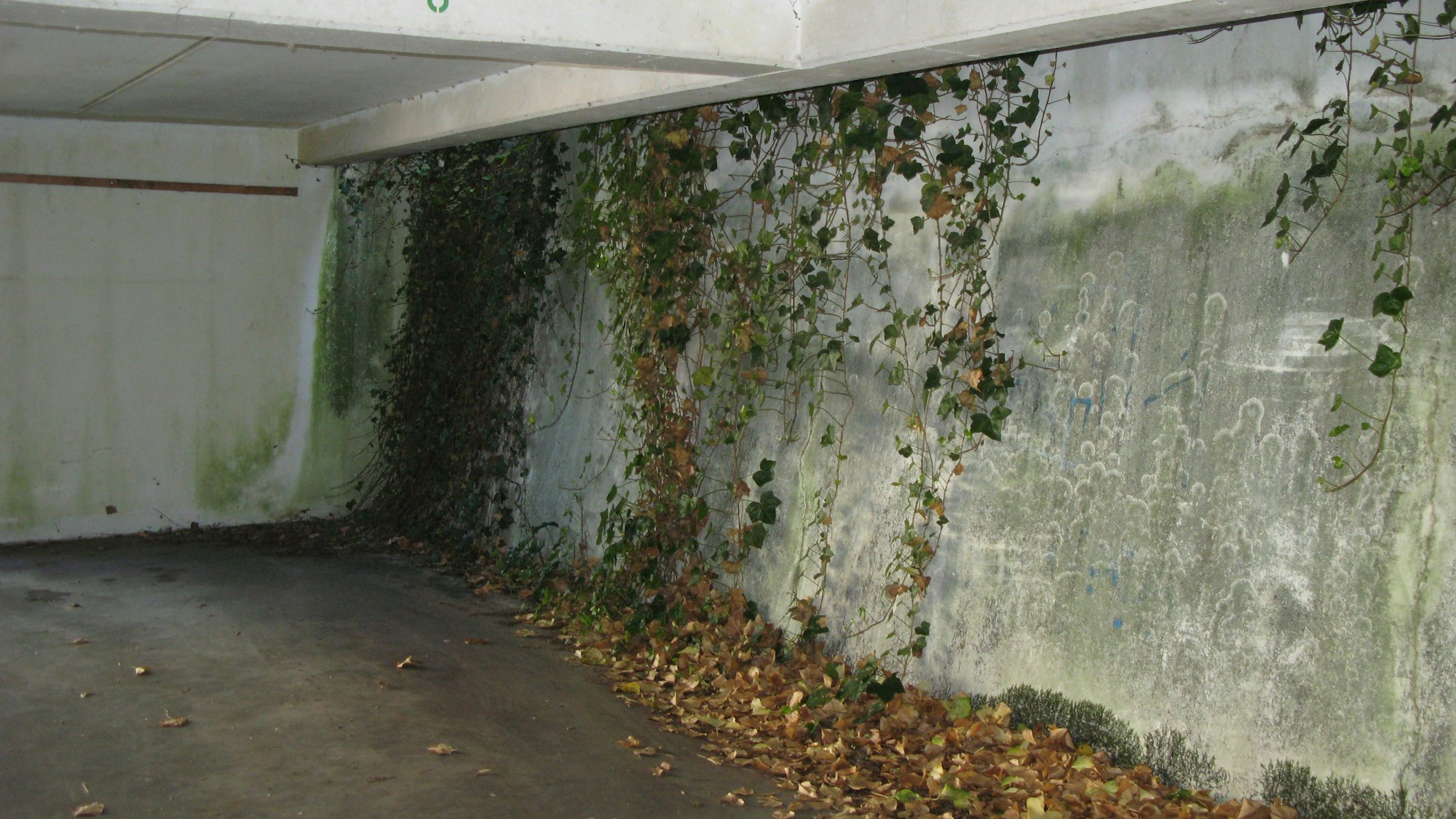 Ungewollte Begrünung durch Moos und Efeu im Inneren des Parkhauses.