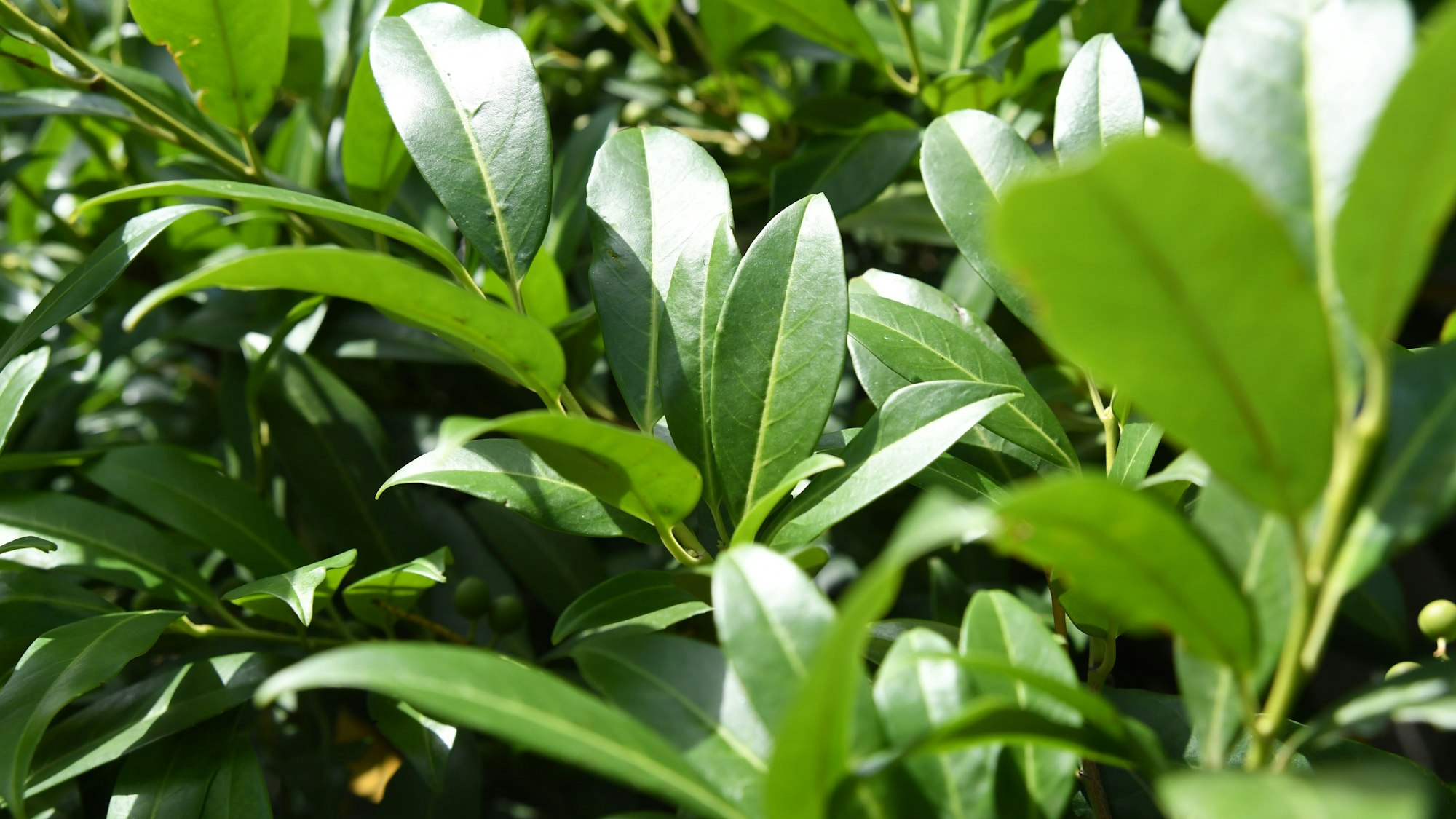 Der Kirschlorbeer ist eine beliebte Heckenpflanze.