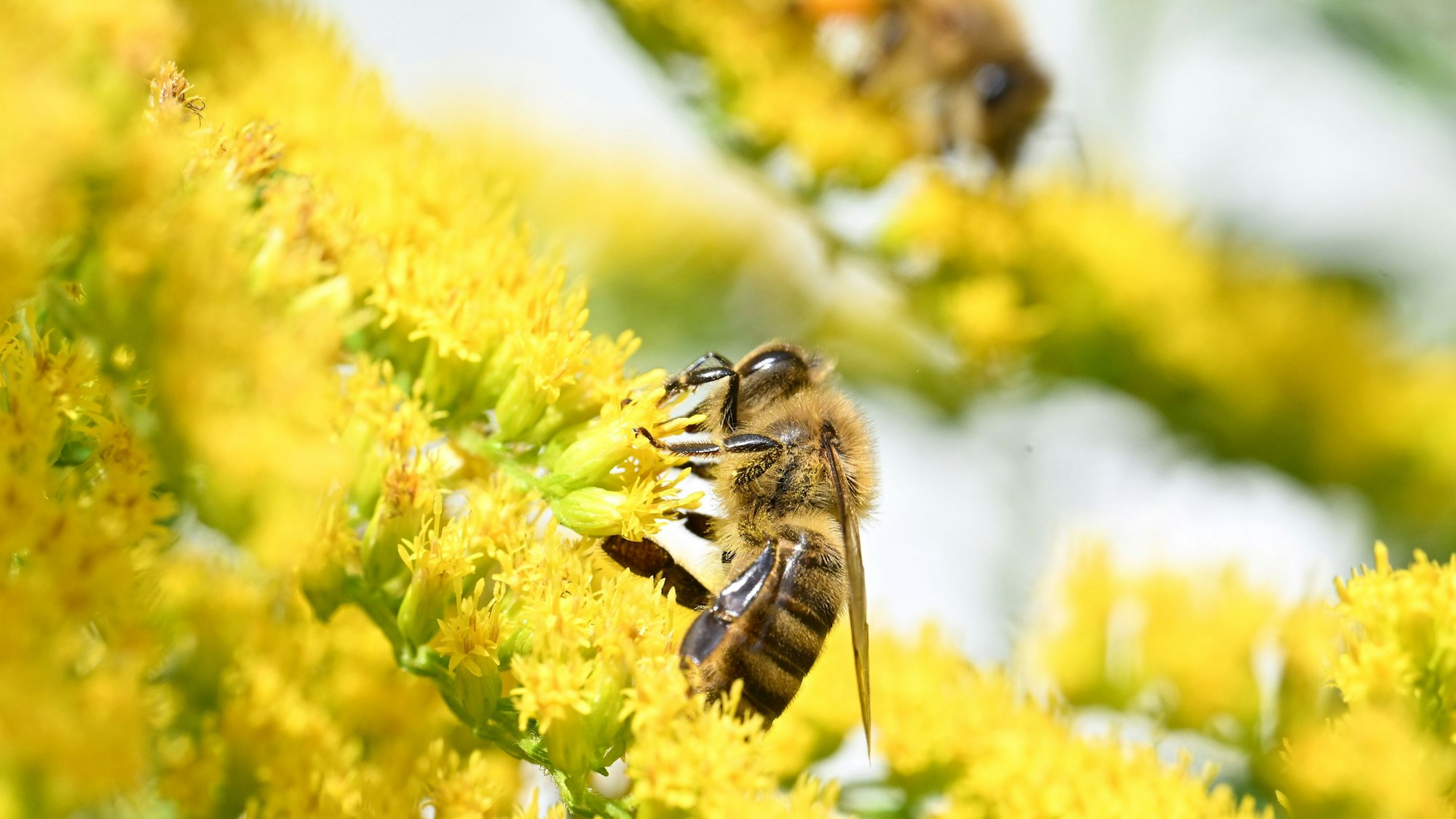 Bienen sammeln in den Blüten einer Goldrute Pollen ein.