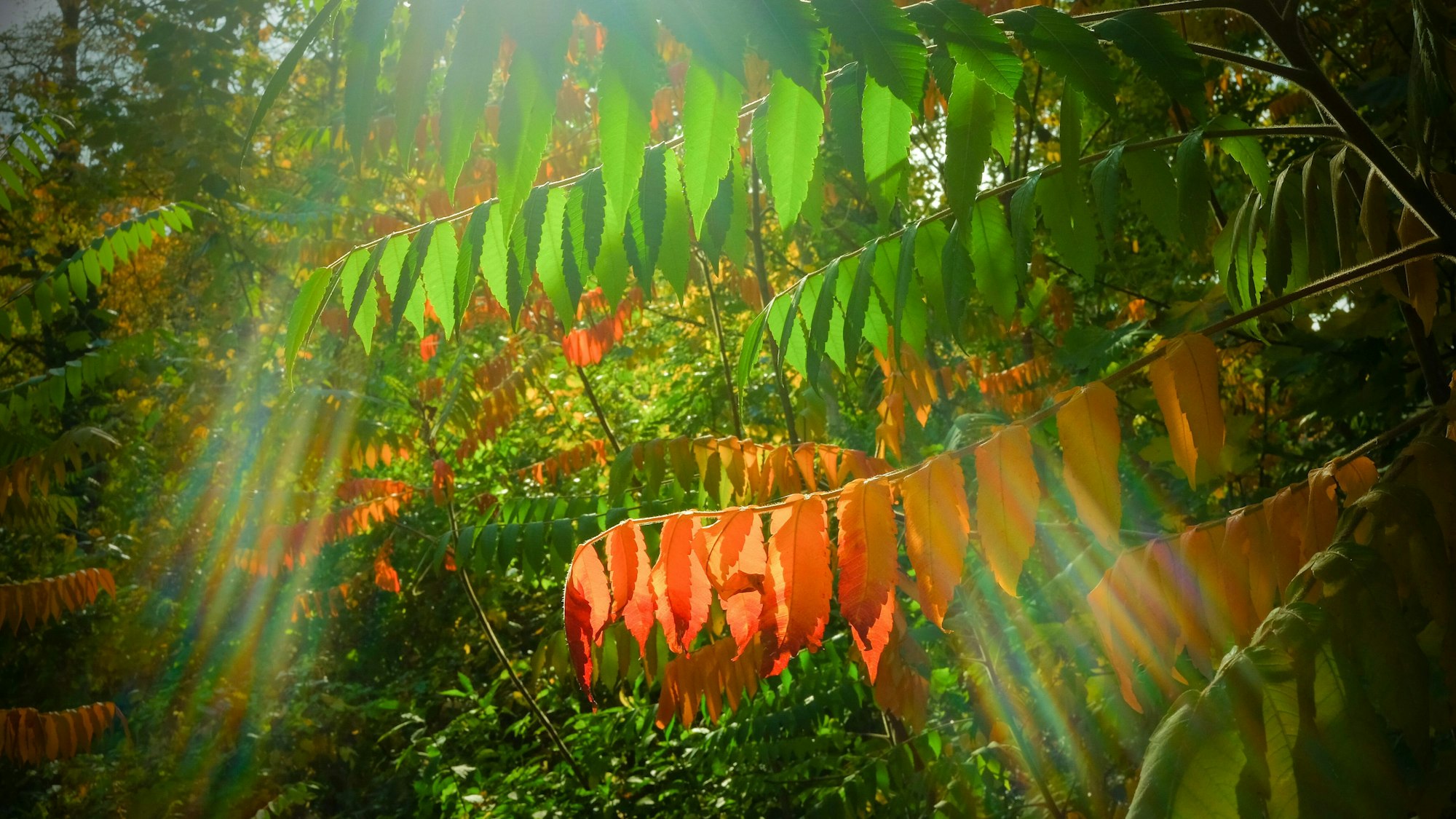 Herbstlich bunt gefärbte Blätter bei sonnigem Wetter an einem Essigbaum im Treptower Park.