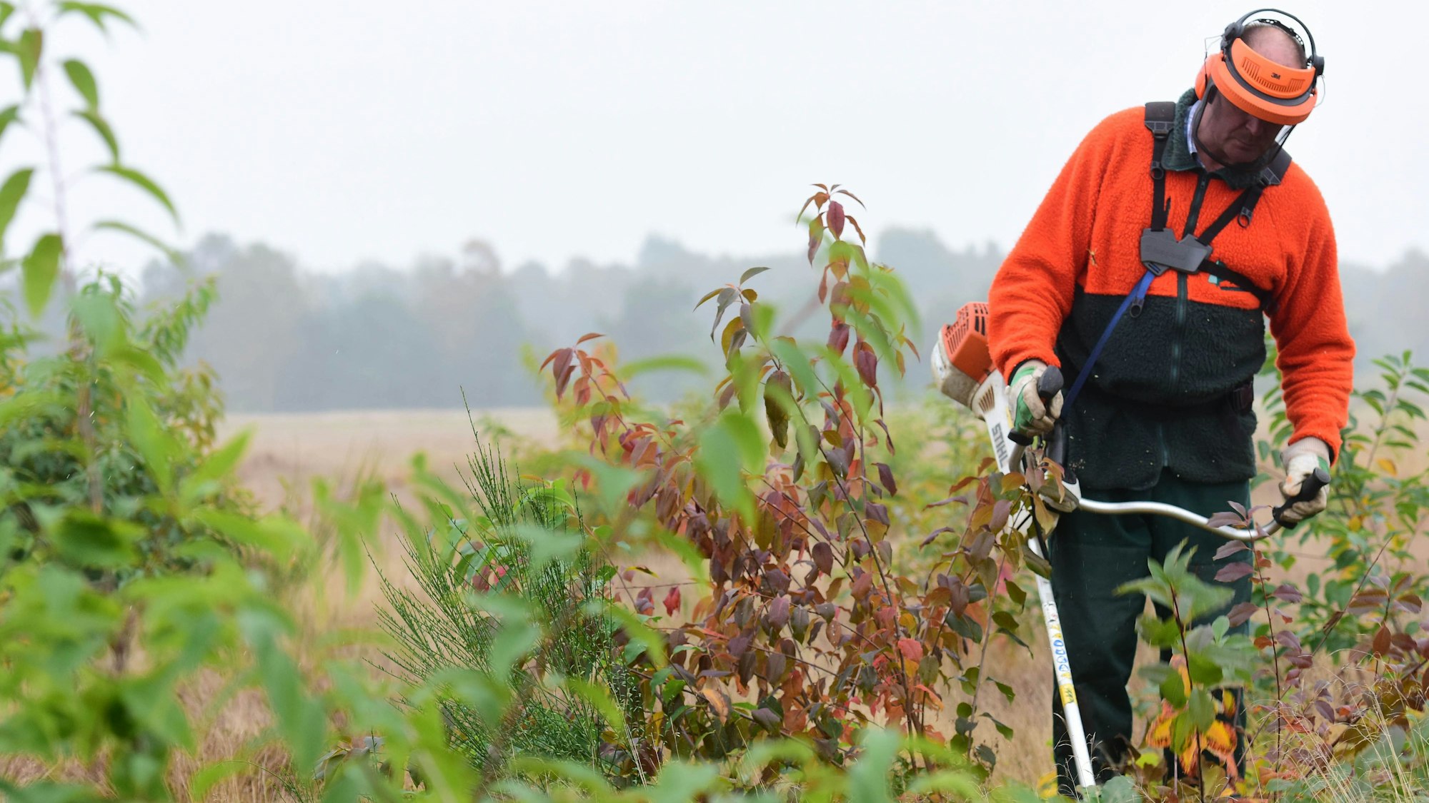 Forstwirt Sigfried Foullois mäht die Spätblühende Traubenkirsche in der Wersener Heide bei Westerkappeln (Nordrhein-Westfalen).