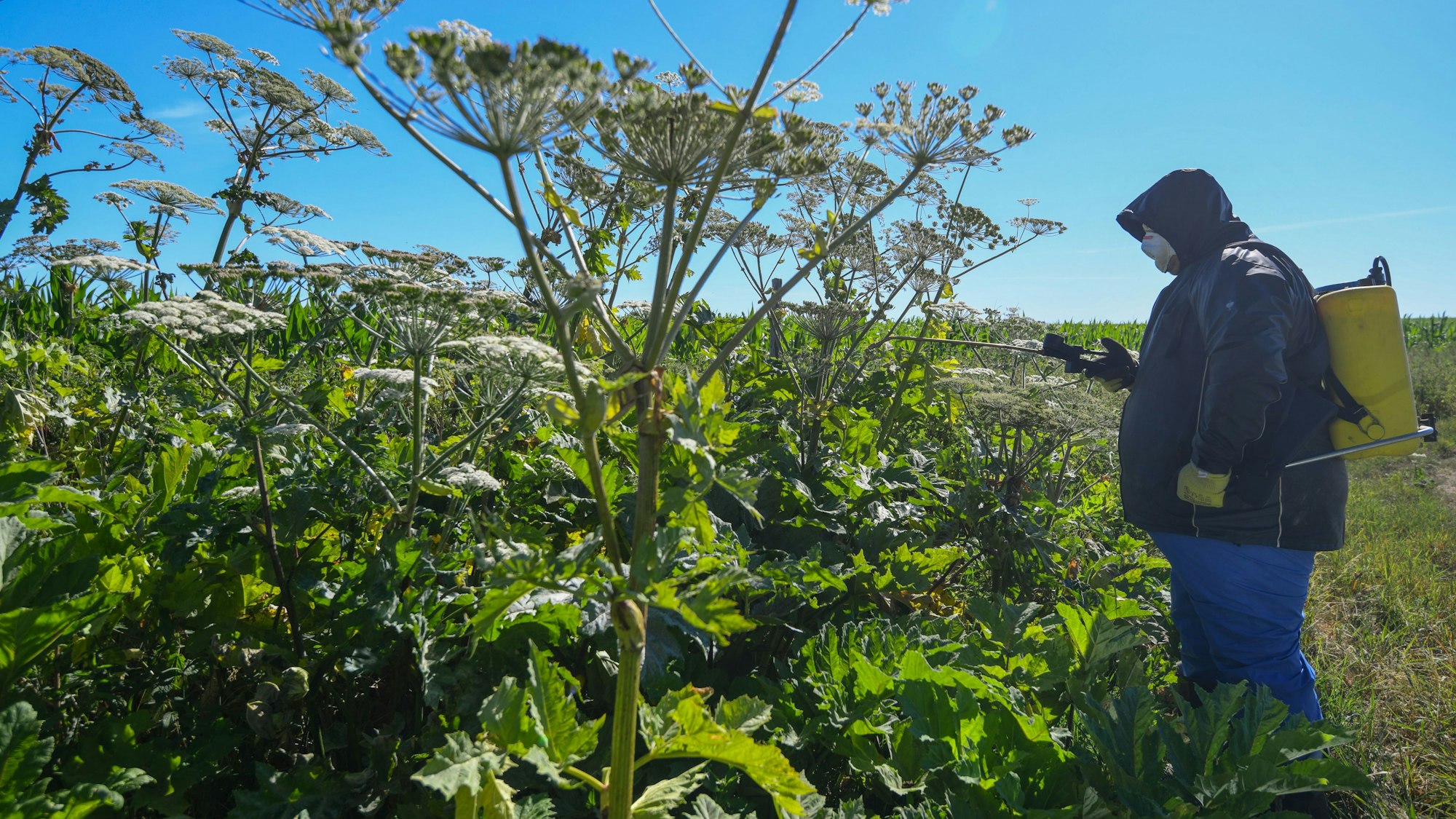 Mario Thiemann, Mitarbeiter vom Wasser- und Landschaftspflegeverband WLV „Untere Spree“, versprüht ein Herbizid auf die Blätter des Riesen-Bärenklaus.