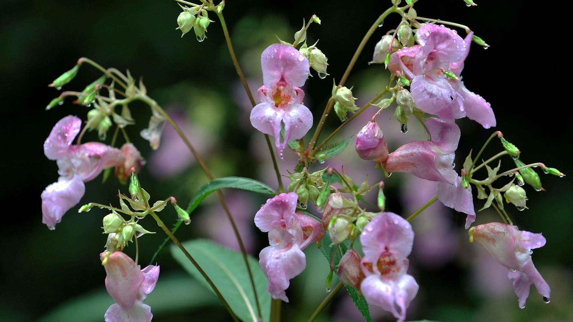 Drüsiges Springkraut