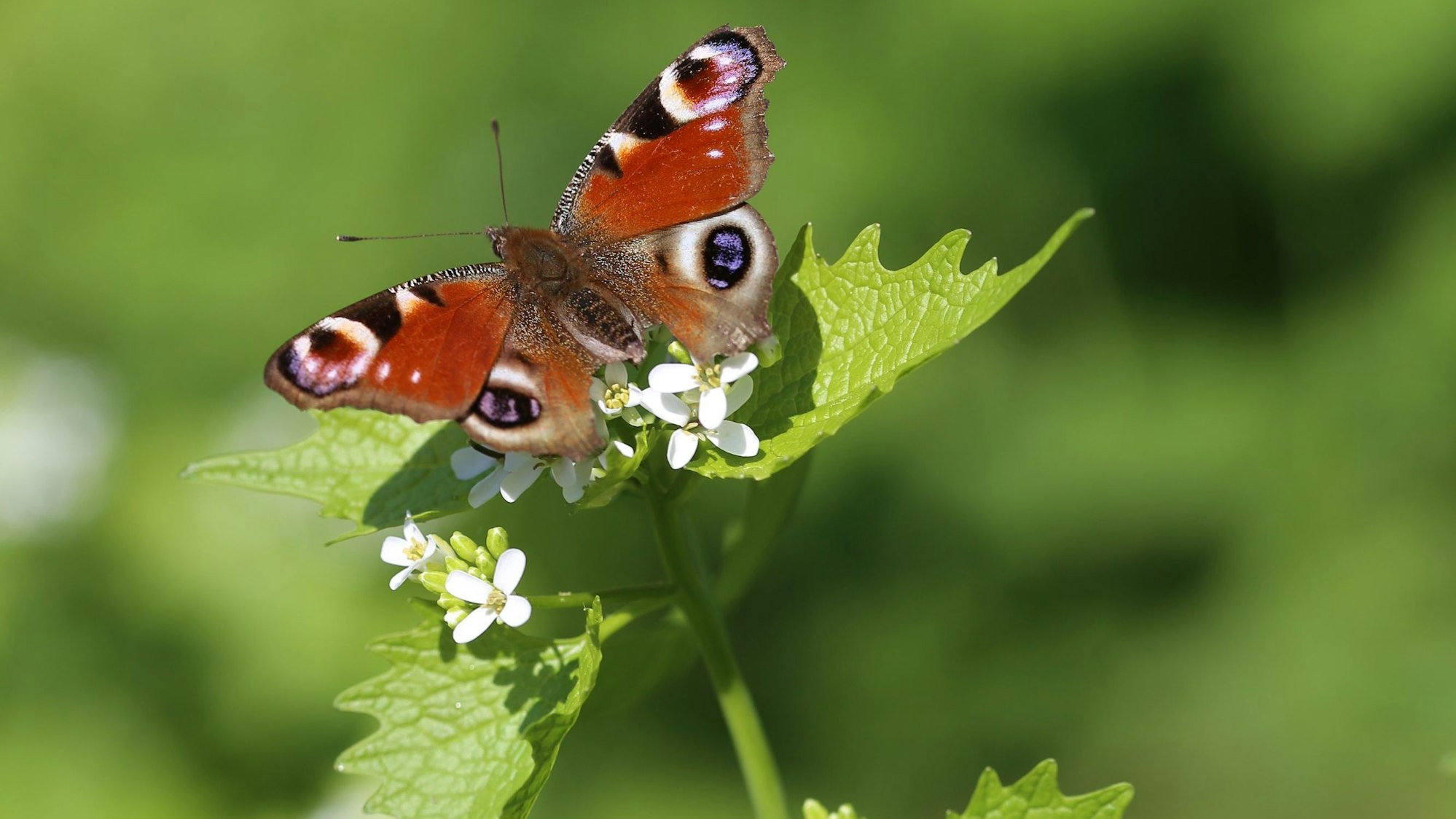 Schmetterlinge stehen auf die Knoblauchsrauke – und auch wir Menschen haben etwas von ihr.