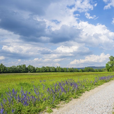 Wiesensalbei an einem Wegrand.