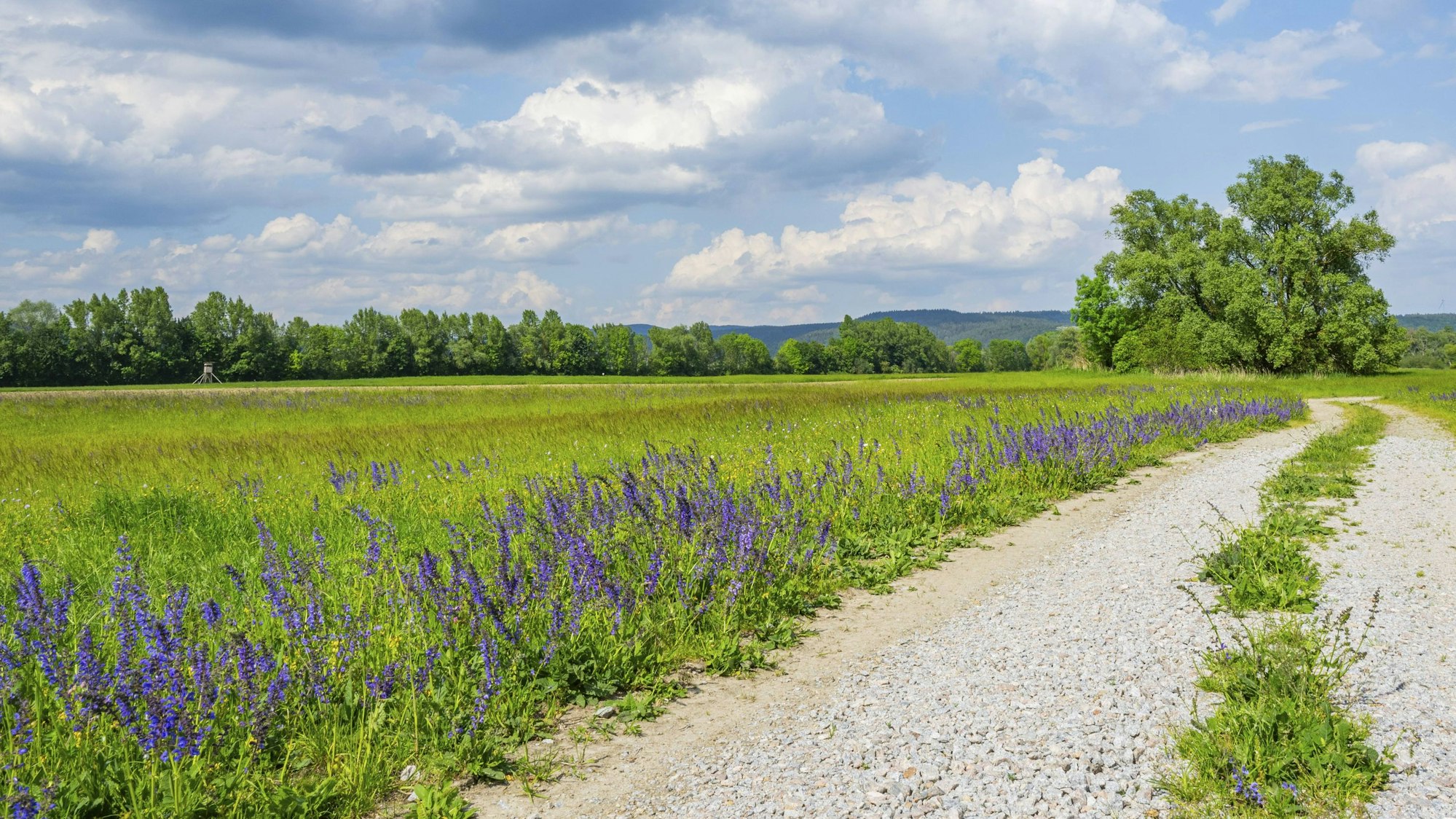 Wiesensalbei an einem Wegrand.