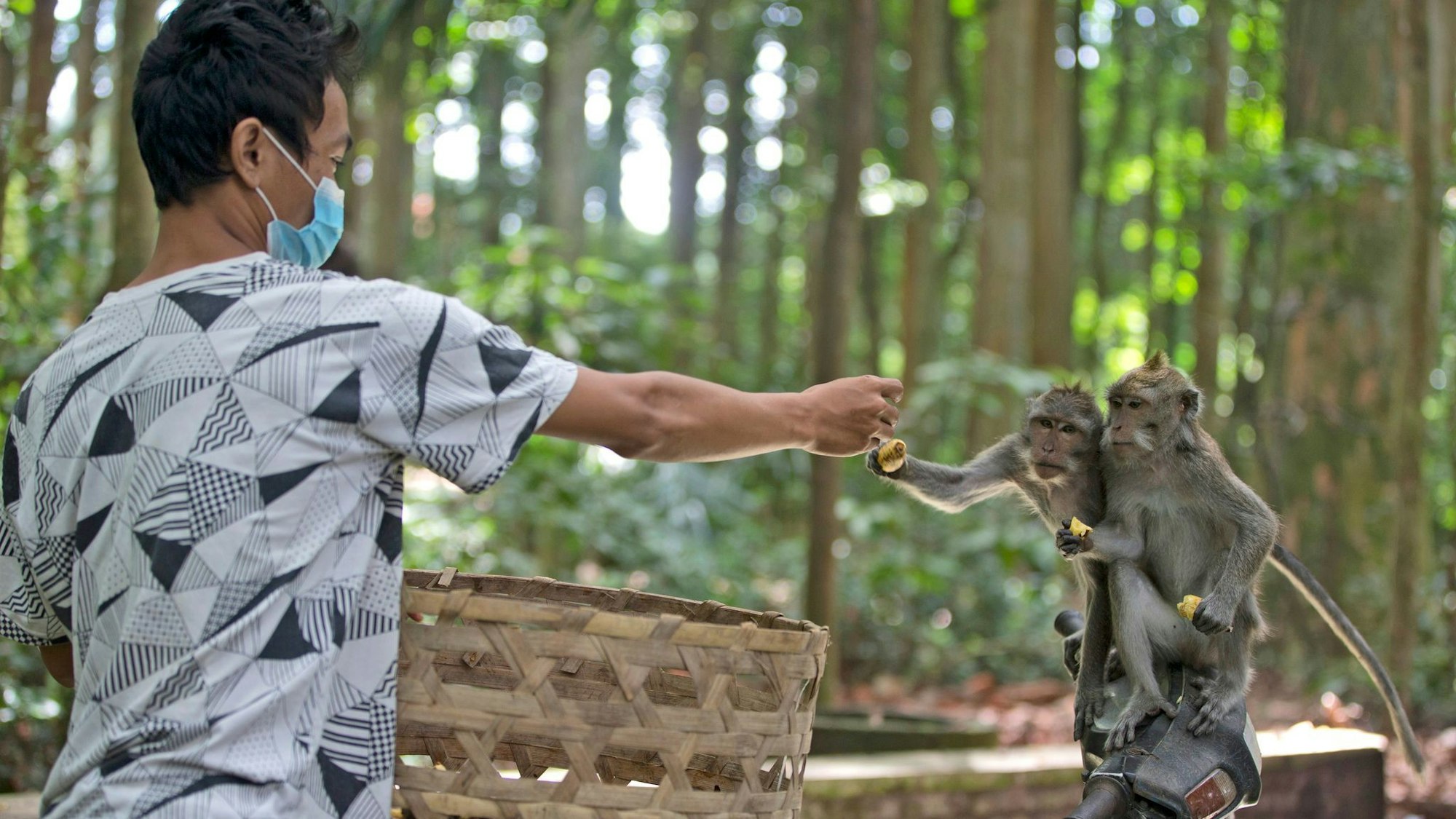 Auf der bei Touristen aus aller Welt beliebten indonesischen Insel Bali warnen die Gesundheitsbehörden vor steigenden Tollwut-Fällen. Auch Affen stellen eine Gefahr dar - aber es gibt umfassende Tollwut-Präventionsprogramme.