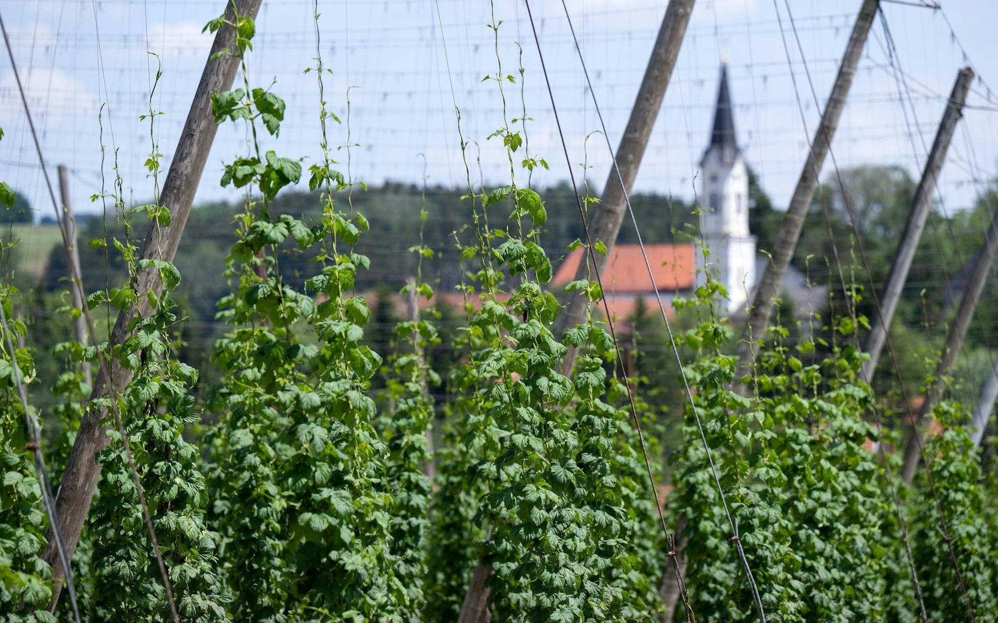 Deutschland ist das größte Anbaugebiet für Hopfen - und verzeichnete 2024 auch die größte Ernte. (Archivbild)