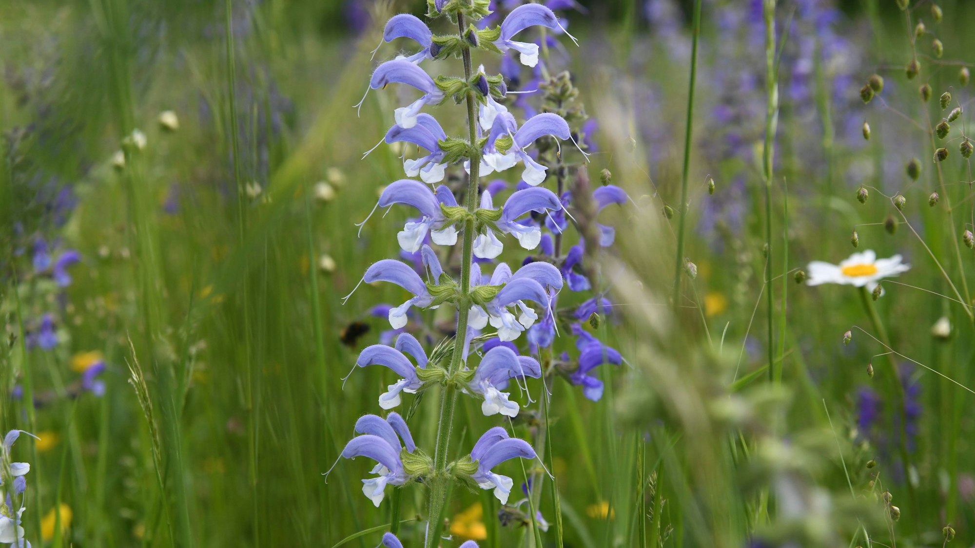 Wiesensalbei im Sommer.