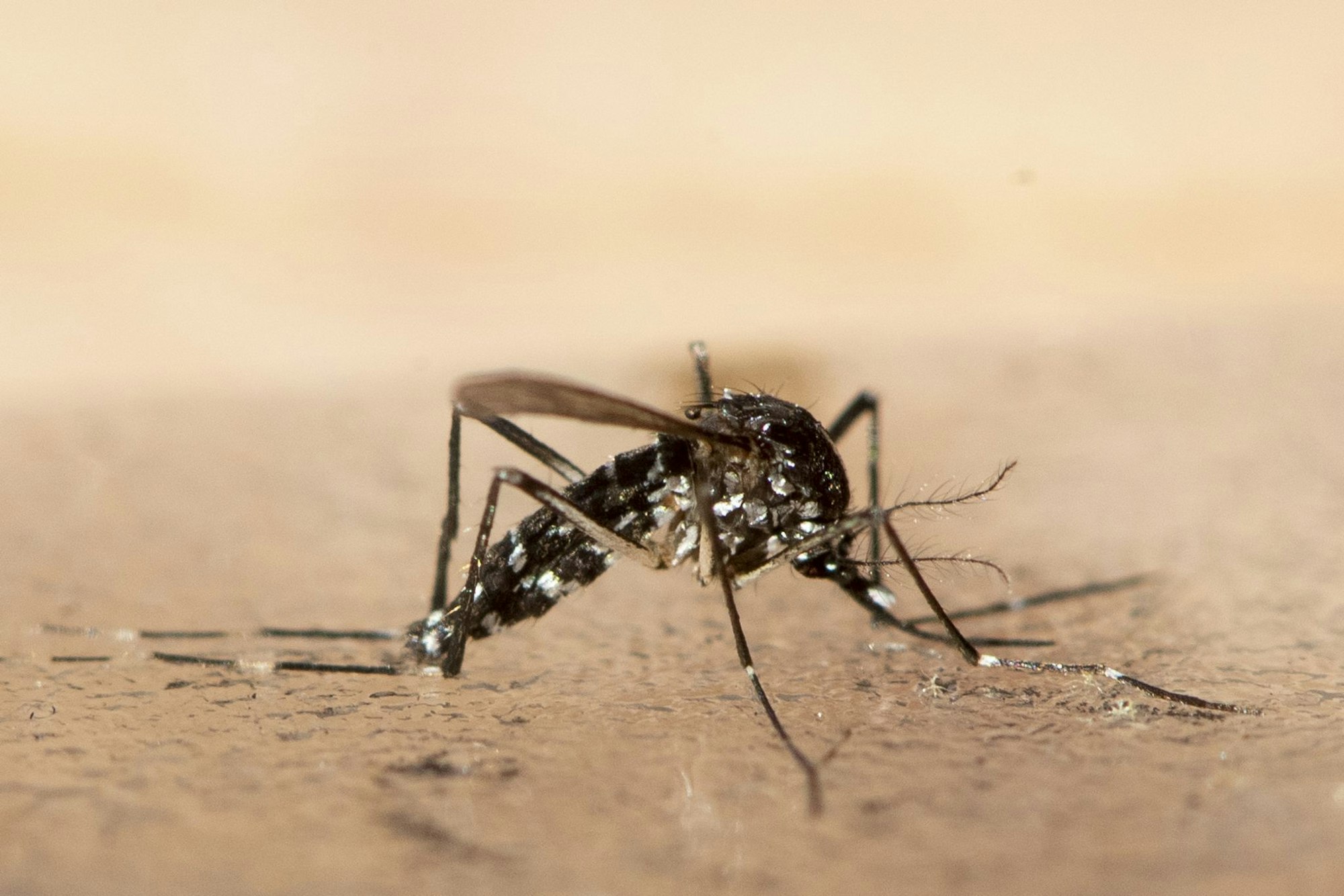Das Chikungunya wird durch bestimmte Mücken übertragen. (Symbolbild)