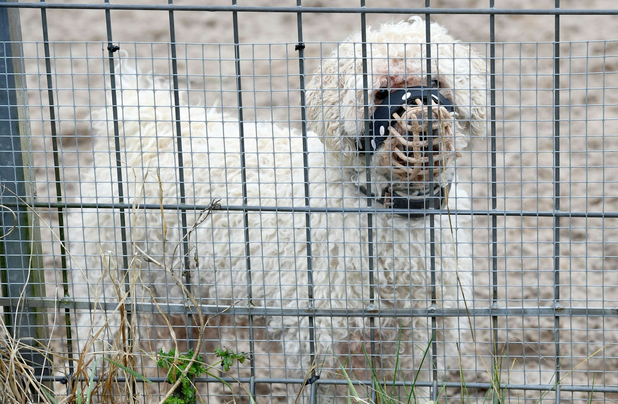 In den Tierheimen sitzen immer mehr nur schwer vermittelbare Hunde. (Archivbild)