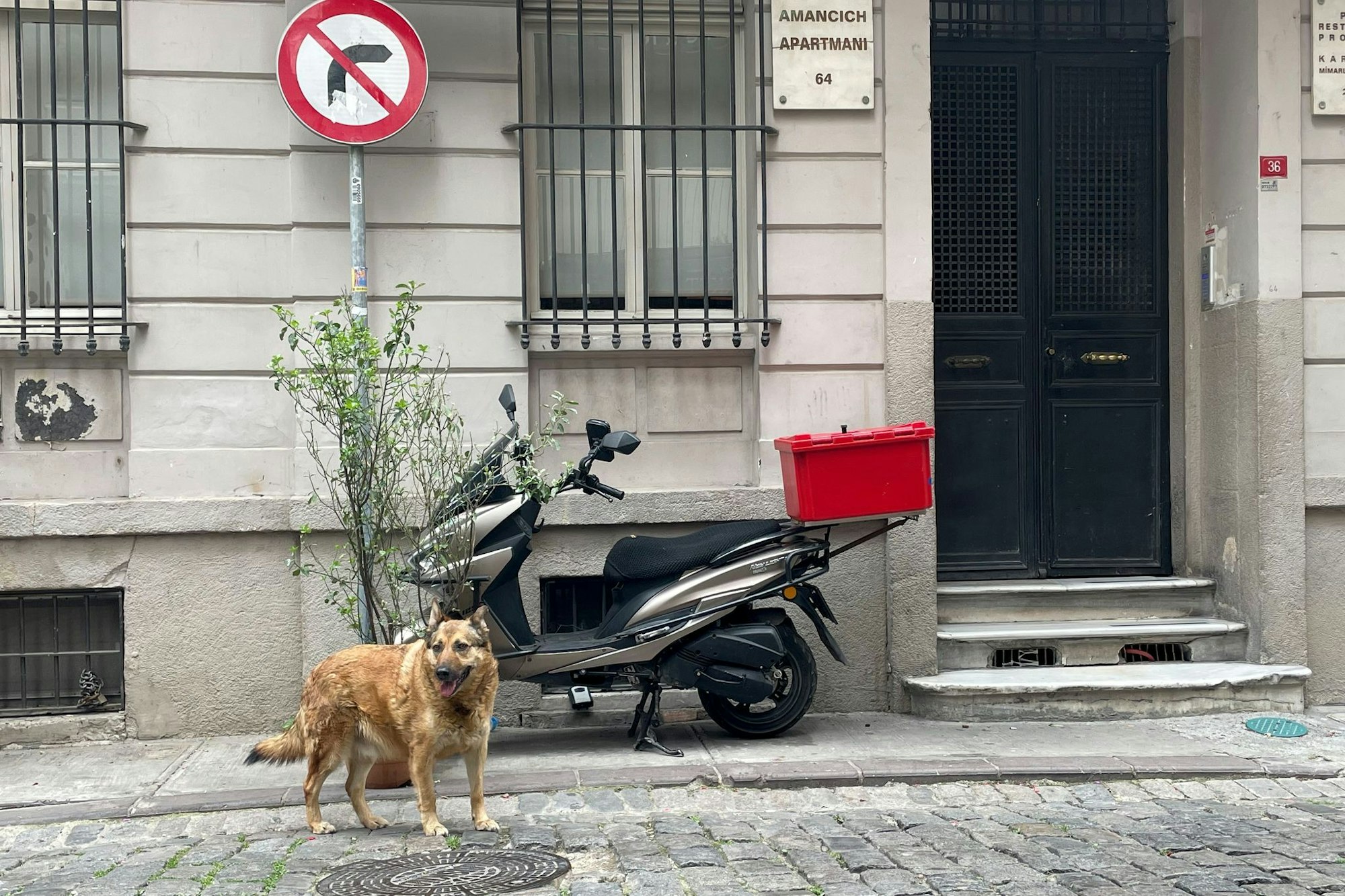 Echte Straßenhunde können «unfassbar frustriert und unglücklich» sein, wenn sie plötzlich als Wohnungshunde in Deutschland leben sollen. (Archivbild)