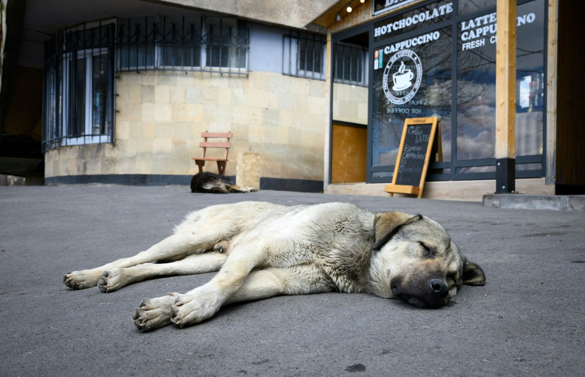 Straßenhunde sind oft gar nicht so unglücklich und allein, wie viele hierzulande meinen. (Archivbild)