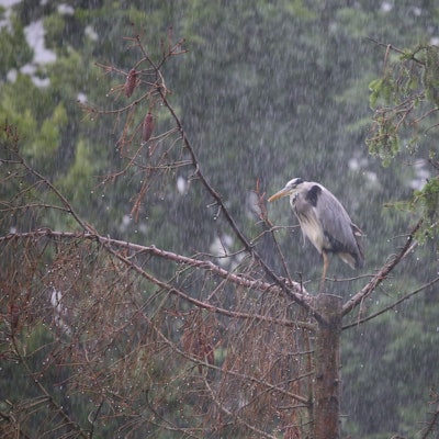 Ein Reiher sitzt auf einem Baum im Regen.