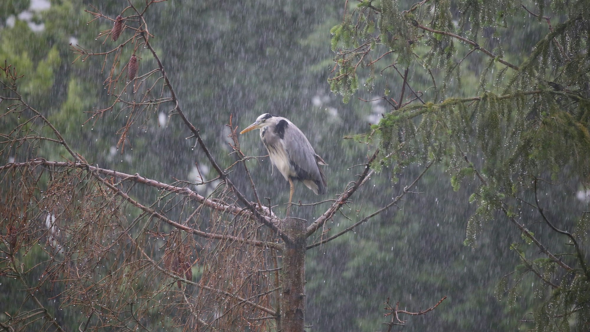 Ein Reiher sitzt auf einem Baum im Regen.