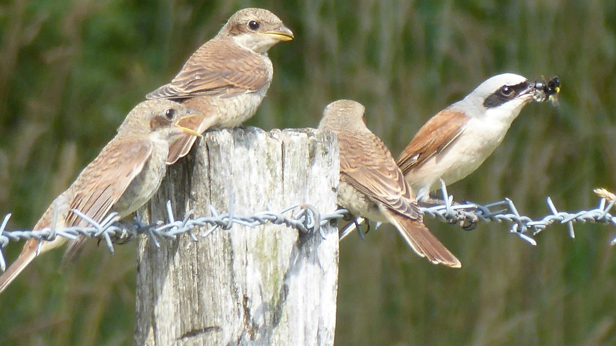 Ein Neuntöter-Männchen versorgt den Nachwuchs. Gesichtet wurde die Vogelfamilie bei Morsbach.