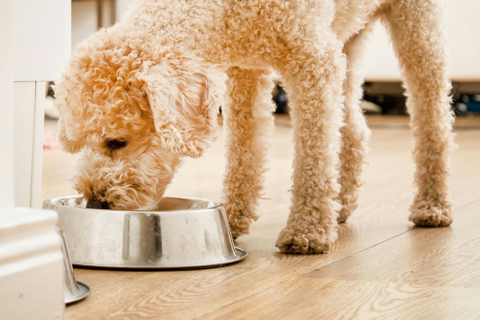 Die Stiftung Warentest hat 24 Trockenfutter für Hunde getestet.