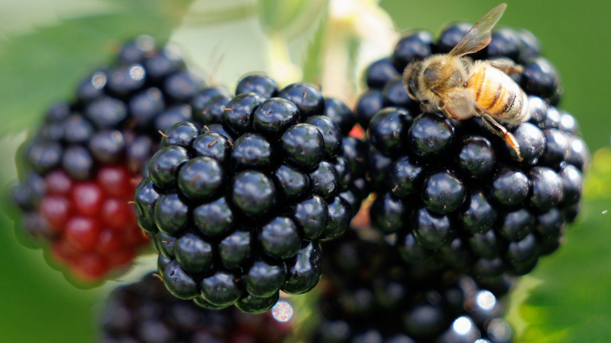 Der heiße Sommer hat auch sein Gutes: Die Brombeeren reifen und sind süß.