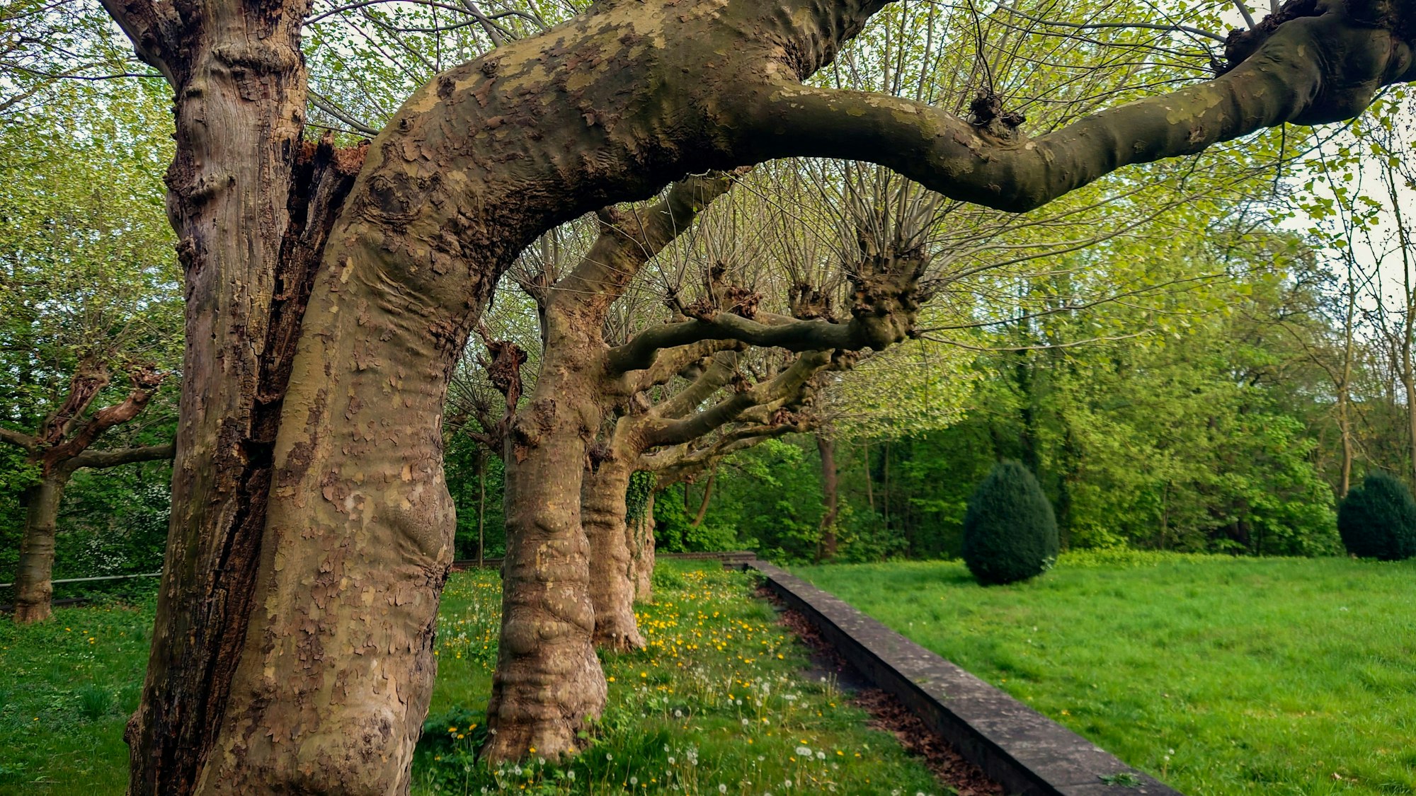 Kopfplatanen stehen in einer Reihe in einem gartenähnlichen Areal.
