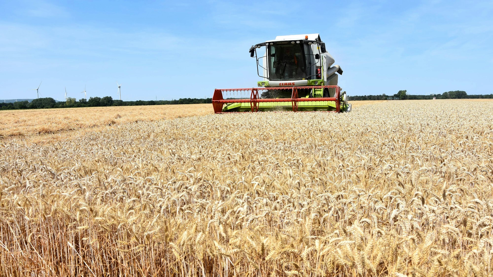 Weizen wird geerntet