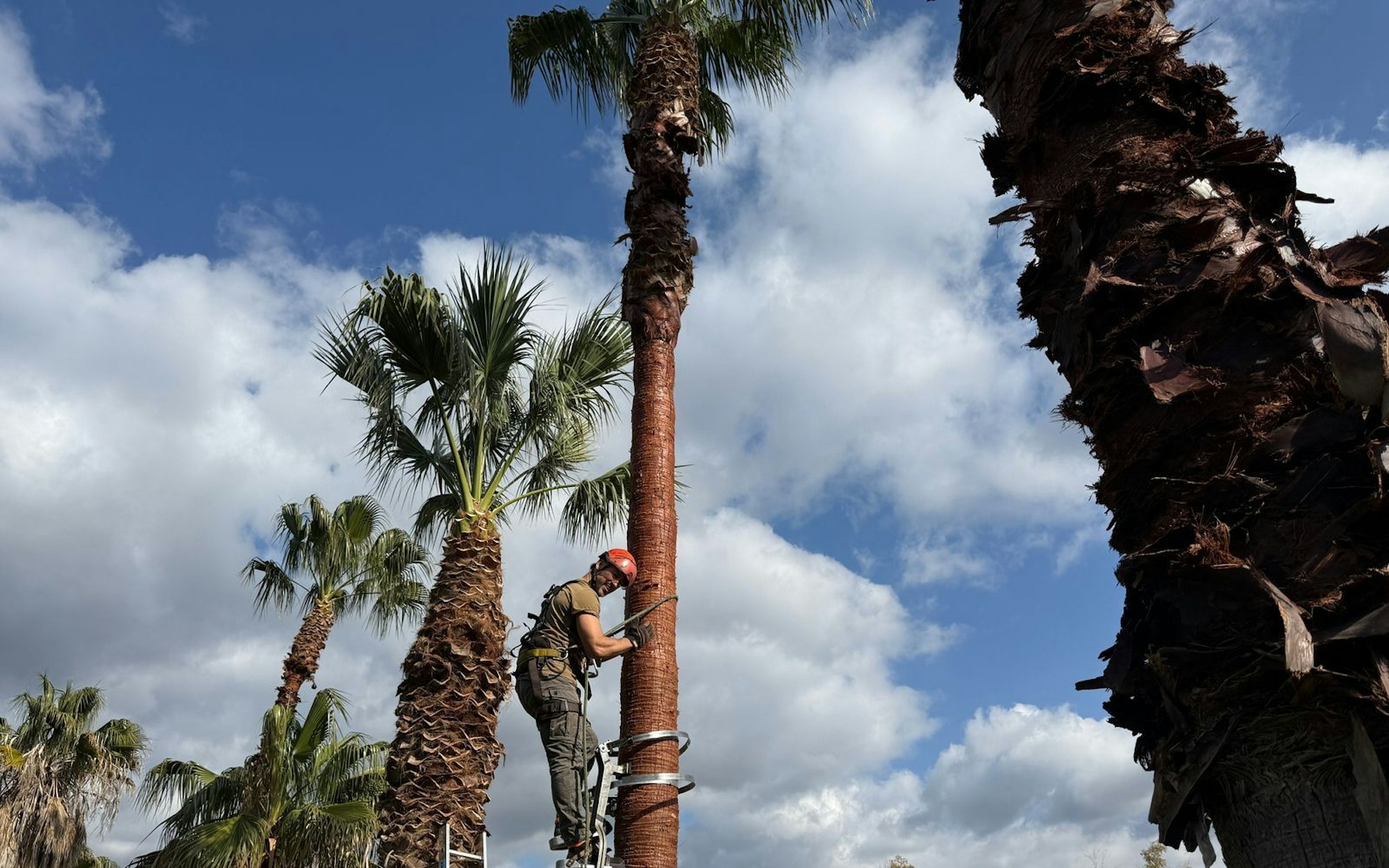 So ein Gartenprofi muss sich auch mal in luftige Höhen begeben: Davit Arican auf Mallorca. (Bild: ZDF / Tom Gläser)