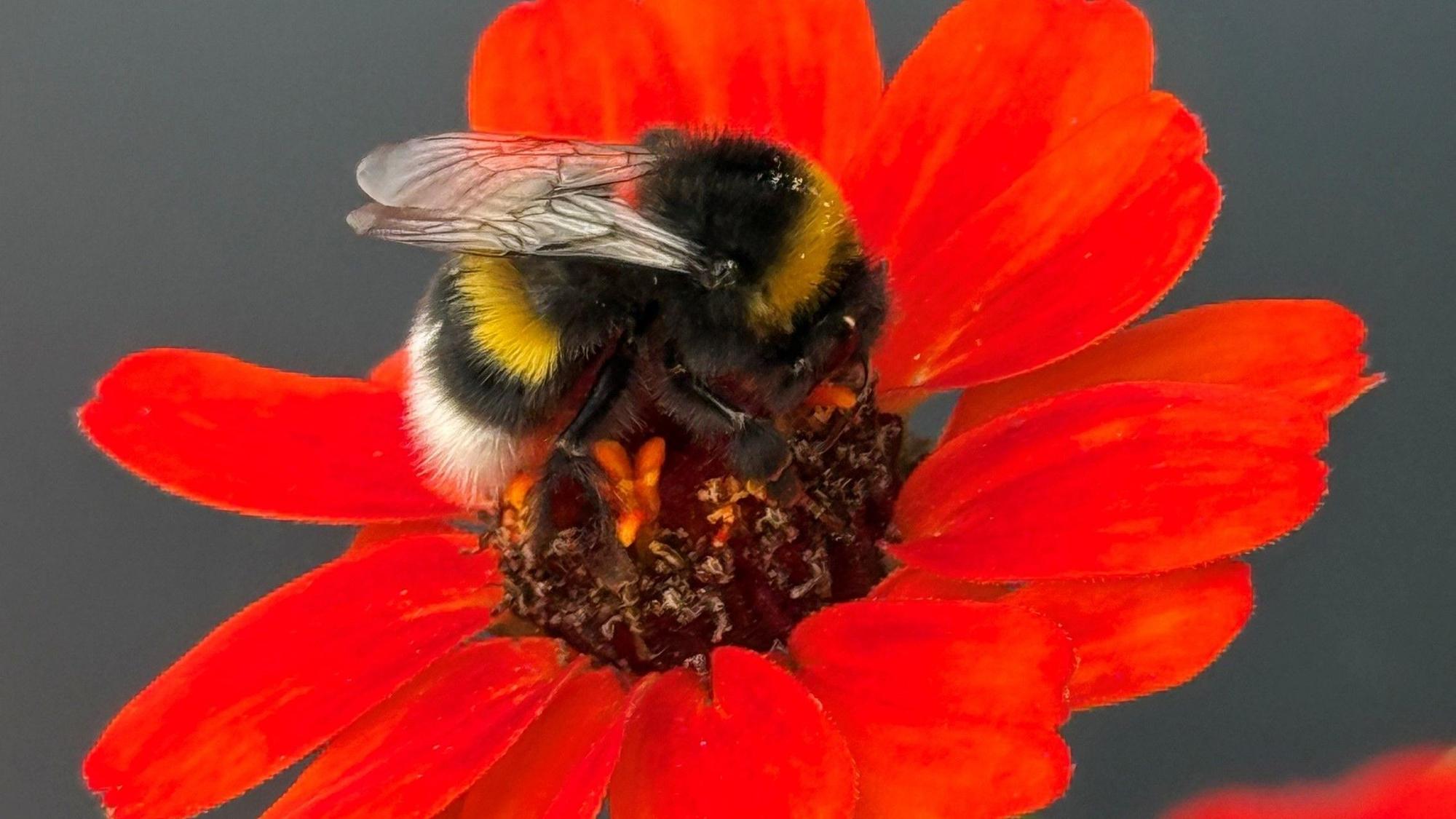 Eine Hummel an einer roten Blüte.