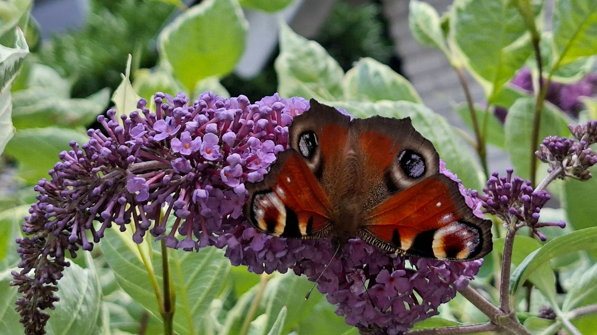 Ein Schmetterling sitzt auf einer Blüte.