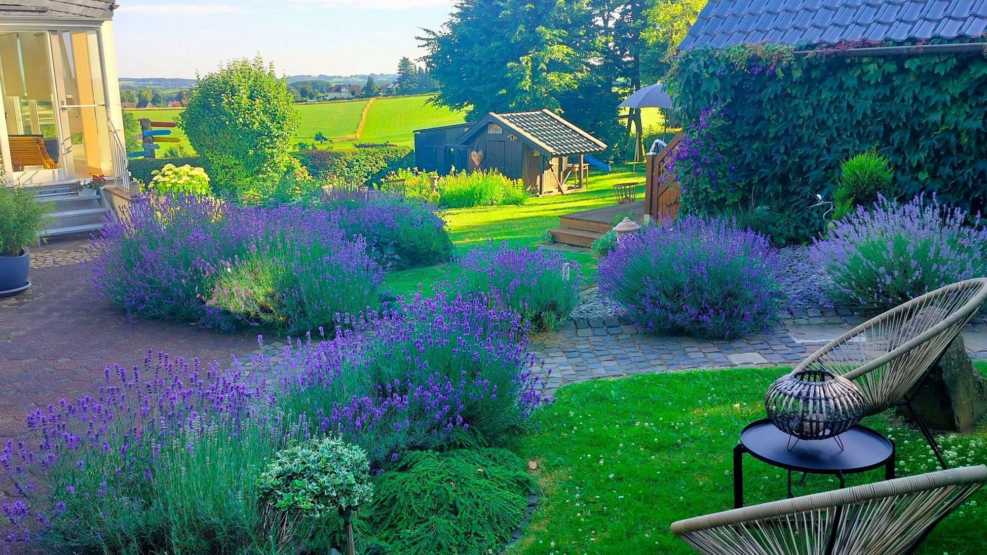 Zahlreiche Lavendelpflanzen in einem Garten.