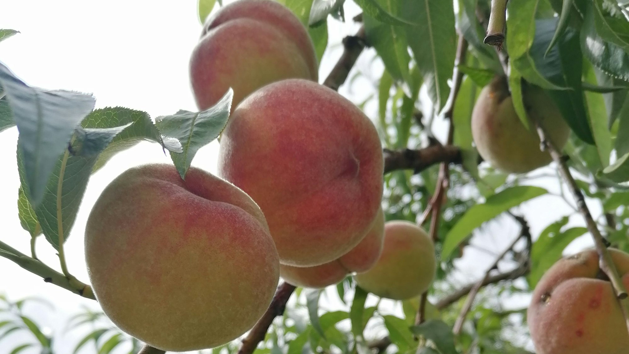 Pfirsiche hängen an einem Baum.