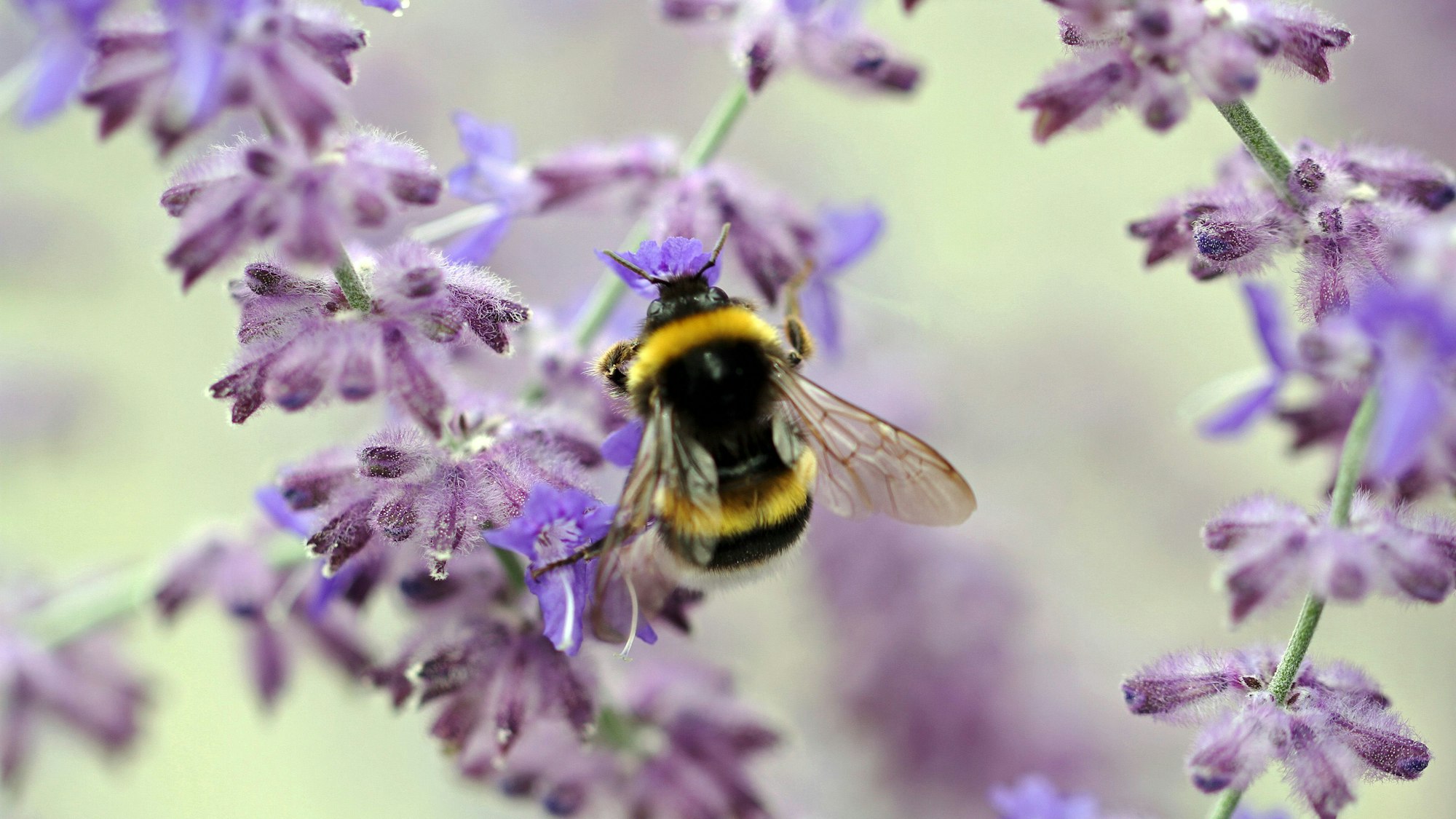 Am duftenden Lavendel erfreut sich eine Hummel auf Nektarsuche.