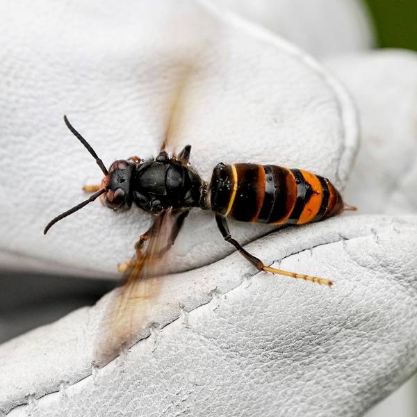 Eine Asiatische Hornisse wird von einem Biologen mit einem Handschuh gehalten.